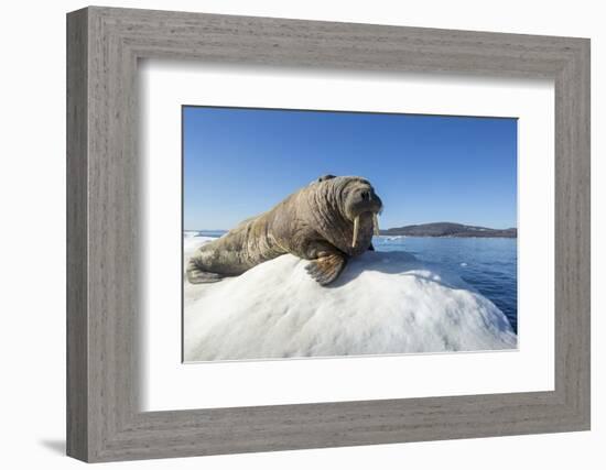 Walrus on Ice, Hudson Bay, Nunavut, Canada-Paul Souders-Framed Photographic Print