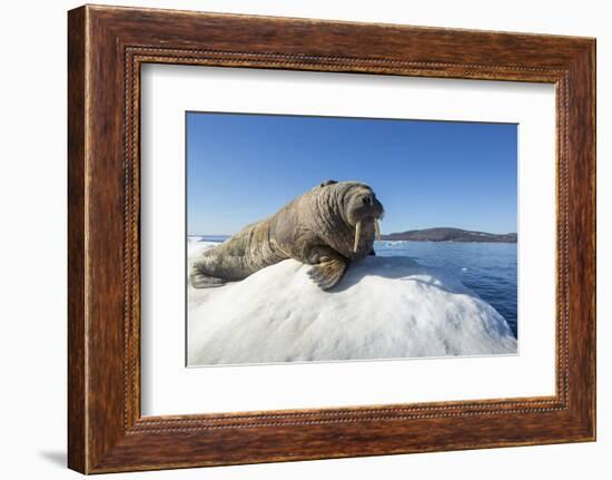 Walrus on Ice, Hudson Bay, Nunavut, Canada-Paul Souders-Framed Photographic Print