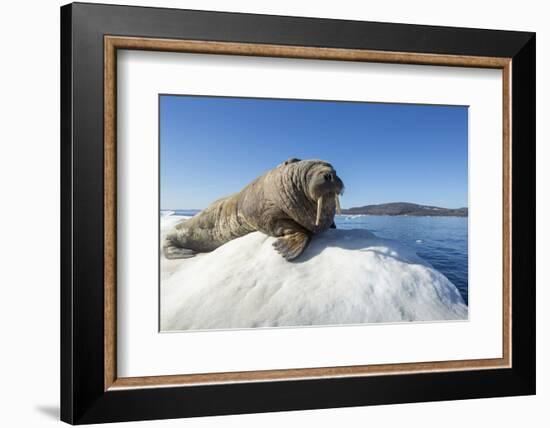 Walrus on Ice, Hudson Bay, Nunavut, Canada-Paul Souders-Framed Photographic Print