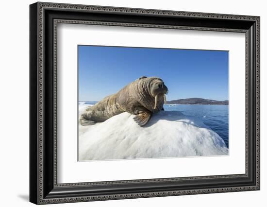 Walrus on Ice, Hudson Bay, Nunavut, Canada-Paul Souders-Framed Photographic Print