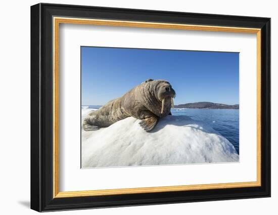 Walrus on Ice, Hudson Bay, Nunavut, Canada-Paul Souders-Framed Photographic Print