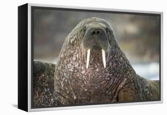 Walrus on Ice in Hudson Bay, Nunavut, Canada-Paul Souders-Framed Premier Image Canvas