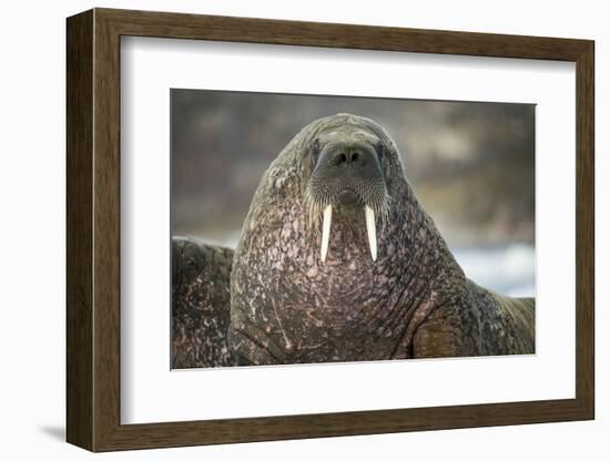 Walrus on Ice in Hudson Bay, Nunavut, Canada-Paul Souders-Framed Photographic Print