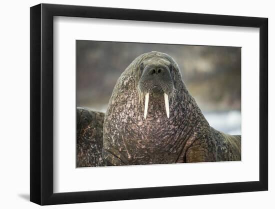 Walrus on Ice in Hudson Bay, Nunavut, Canada-Paul Souders-Framed Photographic Print