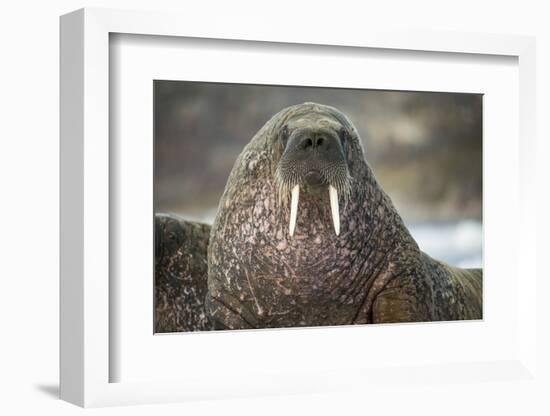 Walrus on Ice in Hudson Bay, Nunavut, Canada-Paul Souders-Framed Photographic Print