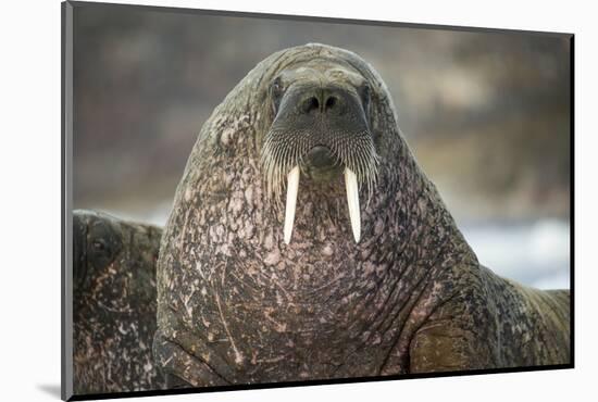 Walrus on Ice in Hudson Bay, Nunavut, Canada-Paul Souders-Mounted Photographic Print