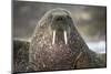 Walrus on Ice in Hudson Bay, Nunavut, Canada-Paul Souders-Mounted Photographic Print