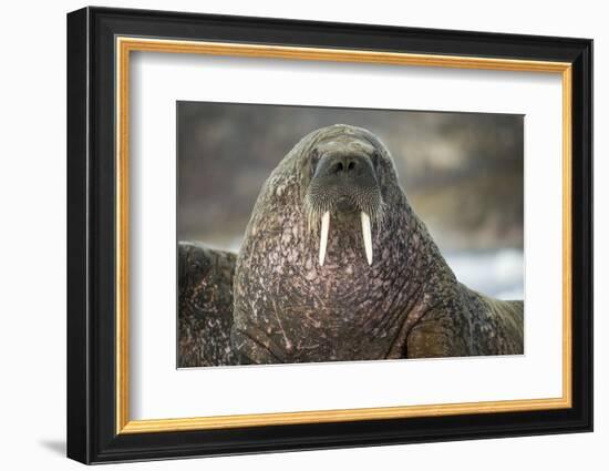 Walrus on Ice in Hudson Bay, Nunavut, Canada-Paul Souders-Framed Photographic Print