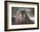 Walrus on Ice in Hudson Bay, Nunavut, Canada-Paul Souders-Framed Photographic Print