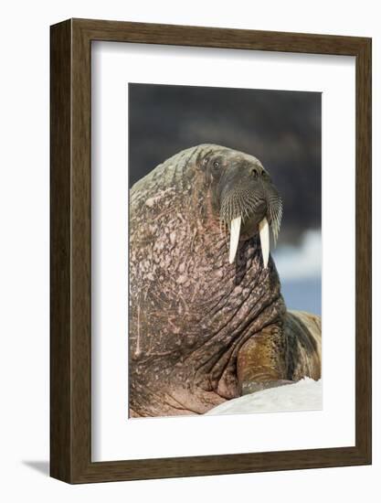 Walrus on Ice in Hudson Bay, Nunavut, Canada-Paul Souders-Framed Photographic Print