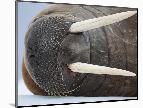 Walrus on ice-Paul Souders-Mounted Photographic Print