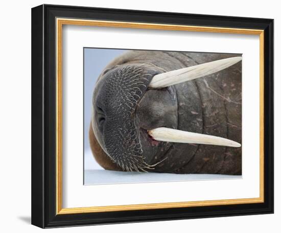 Walrus on ice-Paul Souders-Framed Photographic Print