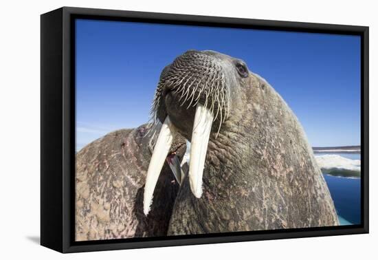 Walrus on Iceberg, Hudson Bay, Nunavut, Canada-Paul Souders-Framed Premier Image Canvas