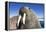 Walrus on Iceberg, Hudson Bay, Nunavut, Canada-Paul Souders-Framed Premier Image Canvas