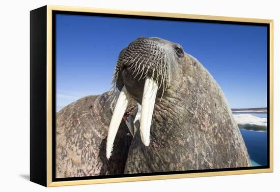 Walrus on Iceberg, Hudson Bay, Nunavut, Canada-Paul Souders-Framed Premier Image Canvas