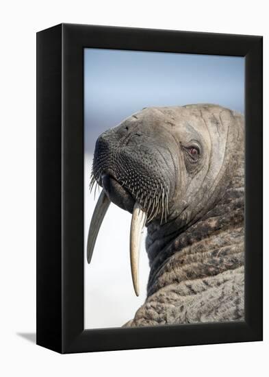 Walrus on Iceberg, Hudson Bay, Nunavut, Canada-Paul Souders-Framed Premier Image Canvas