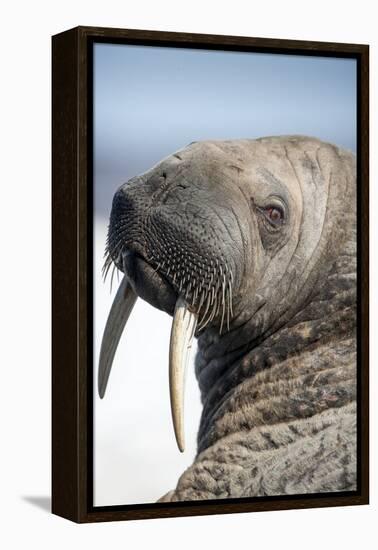 Walrus on Iceberg, Hudson Bay, Nunavut, Canada-Paul Souders-Framed Premier Image Canvas