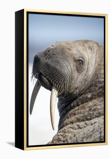 Walrus on Iceberg, Hudson Bay, Nunavut, Canada-Paul Souders-Framed Premier Image Canvas