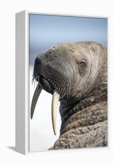 Walrus on Iceberg, Hudson Bay, Nunavut, Canada-Paul Souders-Framed Premier Image Canvas