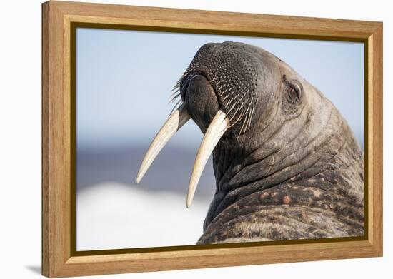 Walrus on Iceberg, Hudson Bay, Nunavut, Canada-Paul Souders-Framed Premier Image Canvas