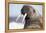 Walrus on Iceberg, Hudson Bay, Nunavut, Canada-Paul Souders-Framed Premier Image Canvas