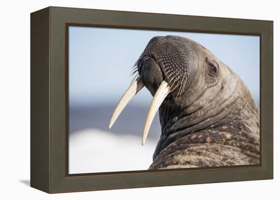 Walrus on Iceberg, Hudson Bay, Nunavut, Canada-Paul Souders-Framed Premier Image Canvas