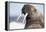 Walrus on Iceberg, Hudson Bay, Nunavut, Canada-Paul Souders-Framed Premier Image Canvas