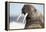 Walrus on Iceberg, Hudson Bay, Nunavut, Canada-Paul Souders-Framed Premier Image Canvas