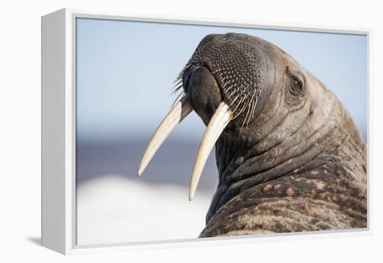 Walrus on Iceberg, Hudson Bay, Nunavut, Canada-Paul Souders-Framed Premier Image Canvas