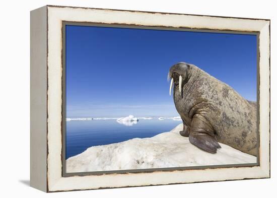 Walrus on Iceberg, Hudson Bay, Nunavut, Canada-Paul Souders-Framed Premier Image Canvas