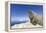 Walrus on Iceberg, Hudson Bay, Nunavut, Canada-Paul Souders-Framed Premier Image Canvas