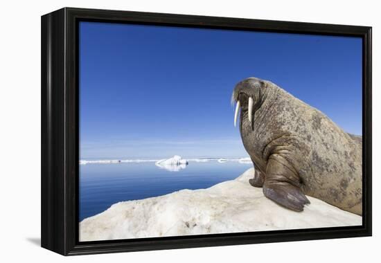 Walrus on Iceberg, Hudson Bay, Nunavut, Canada-Paul Souders-Framed Premier Image Canvas