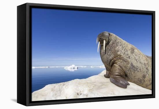 Walrus on Iceberg, Hudson Bay, Nunavut, Canada-Paul Souders-Framed Premier Image Canvas