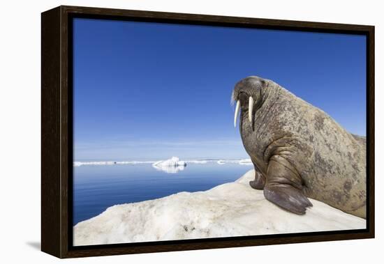 Walrus on Iceberg, Hudson Bay, Nunavut, Canada-Paul Souders-Framed Premier Image Canvas