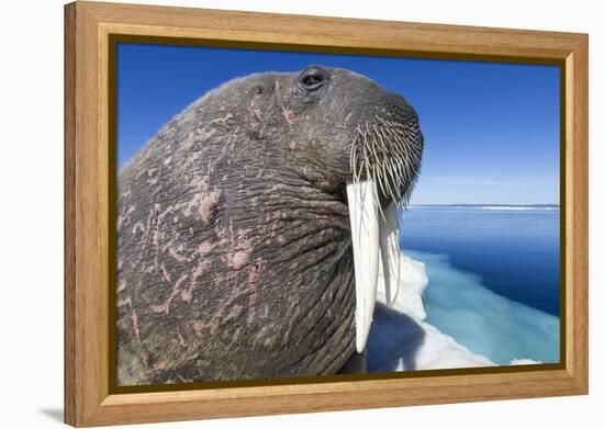 Walrus on Iceberg, Hudson Bay, Nunavut, Canada-Paul Souders-Framed Premier Image Canvas