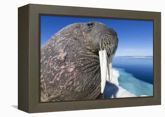 Walrus on Iceberg, Hudson Bay, Nunavut, Canada-Paul Souders-Framed Premier Image Canvas