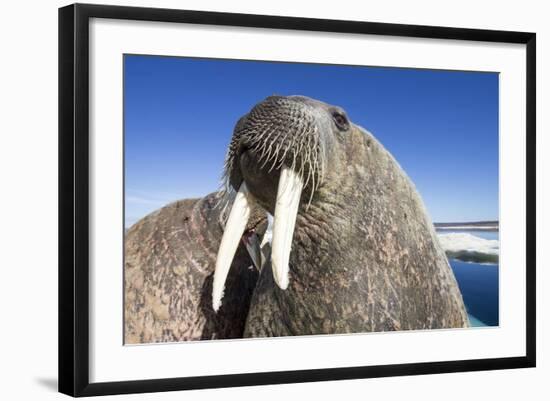 Walrus on Iceberg, Hudson Bay, Nunavut, Canada-Paul Souders-Framed Photographic Print