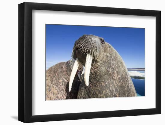 Walrus on Iceberg, Hudson Bay, Nunavut, Canada-Paul Souders-Framed Photographic Print