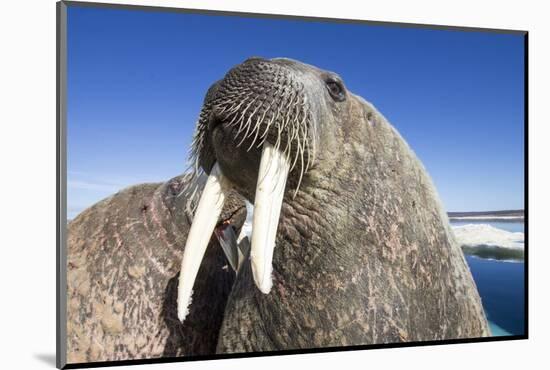 Walrus on Iceberg, Hudson Bay, Nunavut, Canada-Paul Souders-Mounted Photographic Print