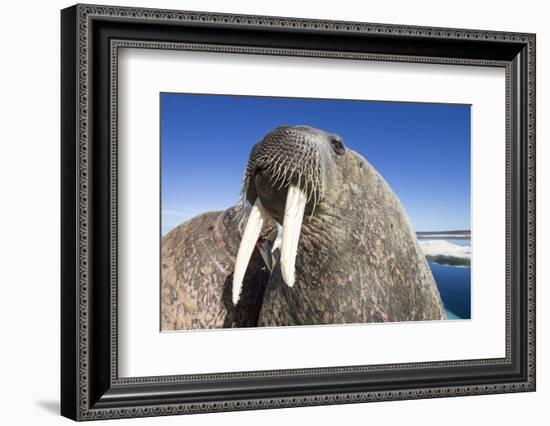 Walrus on Iceberg, Hudson Bay, Nunavut, Canada-Paul Souders-Framed Photographic Print