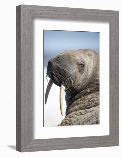 Walrus on Iceberg, Hudson Bay, Nunavut, Canada-Paul Souders-Framed Photographic Print