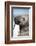 Walrus on Iceberg, Hudson Bay, Nunavut, Canada-Paul Souders-Framed Photographic Print