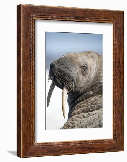 Walrus on Iceberg, Hudson Bay, Nunavut, Canada-Paul Souders-Framed Photographic Print