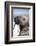 Walrus on Iceberg, Hudson Bay, Nunavut, Canada-Paul Souders-Framed Photographic Print