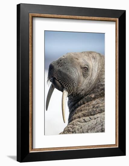 Walrus on Iceberg, Hudson Bay, Nunavut, Canada-Paul Souders-Framed Photographic Print