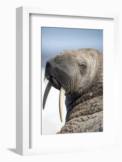 Walrus on Iceberg, Hudson Bay, Nunavut, Canada-Paul Souders-Framed Photographic Print