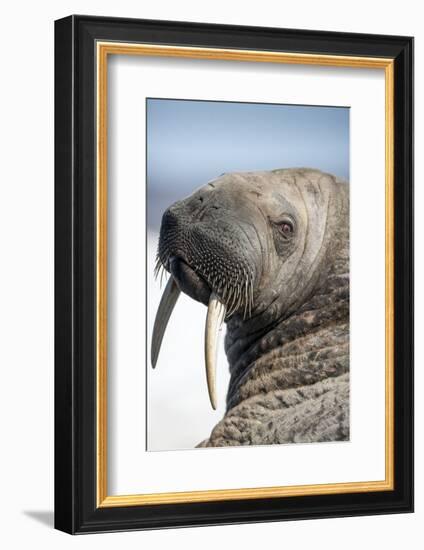 Walrus on Iceberg, Hudson Bay, Nunavut, Canada-Paul Souders-Framed Photographic Print