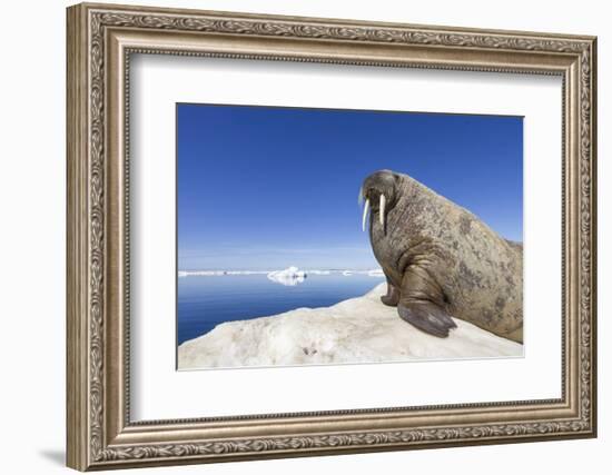 Walrus on Iceberg, Hudson Bay, Nunavut, Canada-Paul Souders-Framed Photographic Print