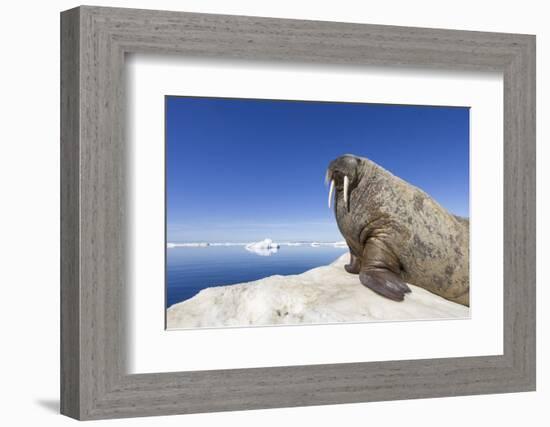 Walrus on Iceberg, Hudson Bay, Nunavut, Canada-Paul Souders-Framed Photographic Print