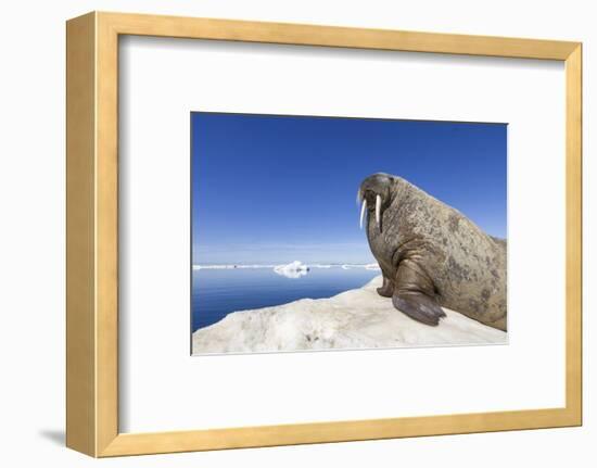 Walrus on Iceberg, Hudson Bay, Nunavut, Canada-Paul Souders-Framed Photographic Print